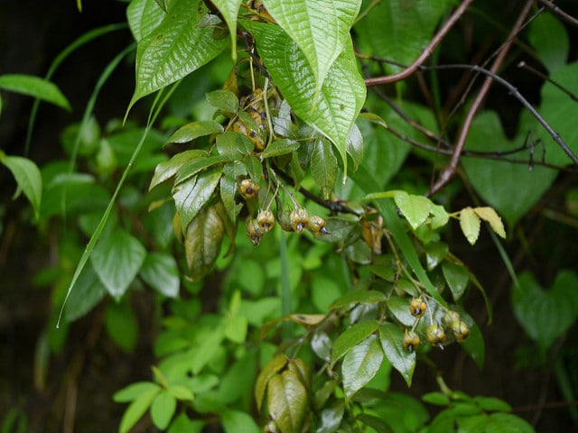 Rosa brunonii
