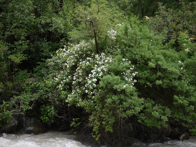 Rosa brunonii