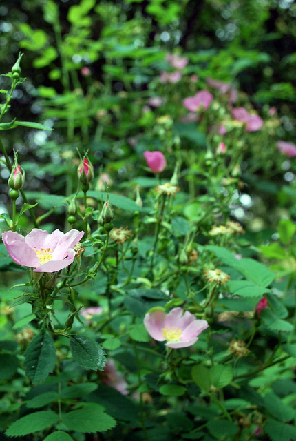 Rosa californica