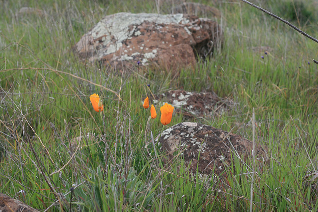 Rosa californica