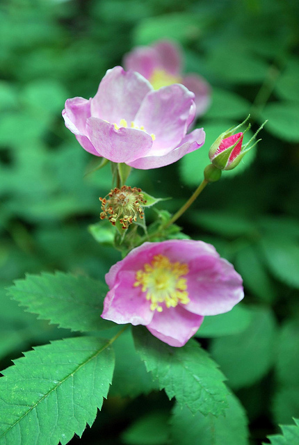 Rosa californica
