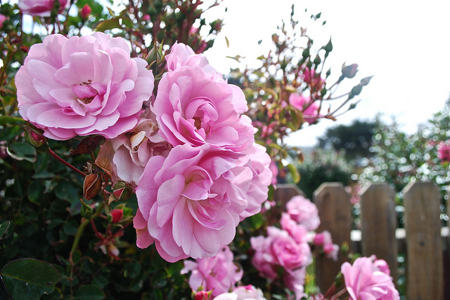 Rosa californica