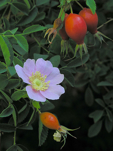 Rosa californica