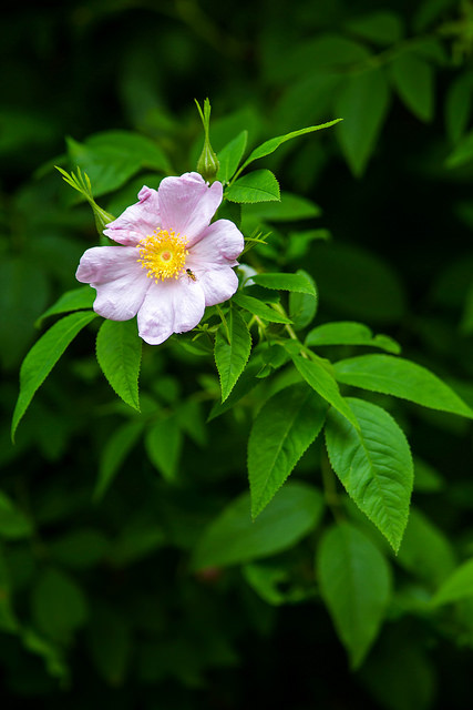 Rosa carolina