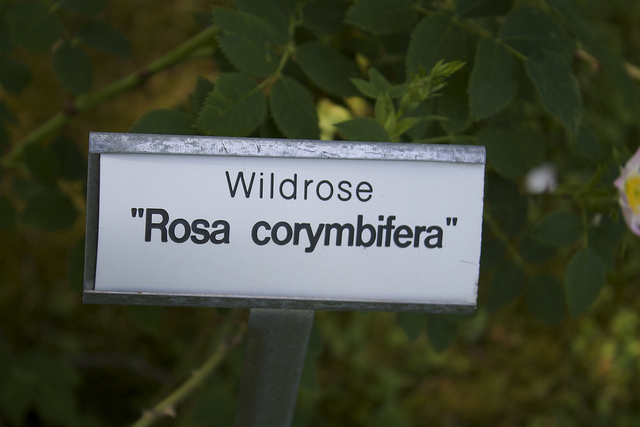 églantier en corymbe