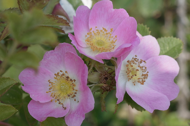 Rosier des buissons (Rosa dumalis)