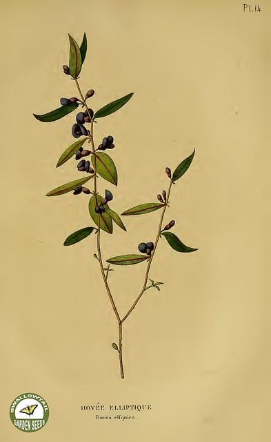 Rosier à feuilles elliptiques (Rosa elliptica)