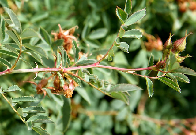 Rosa fedtschenkoana