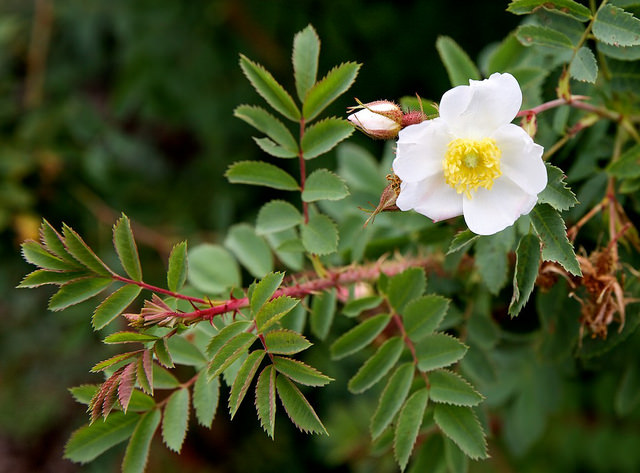 Rosa fedtschenkoana