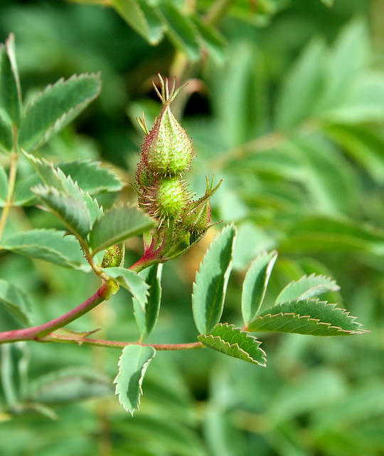 Rosa fedtschenkoana