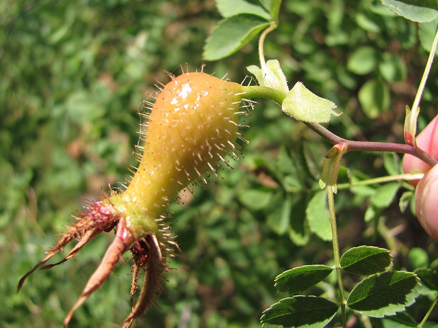 Rosa fedtschenkoana