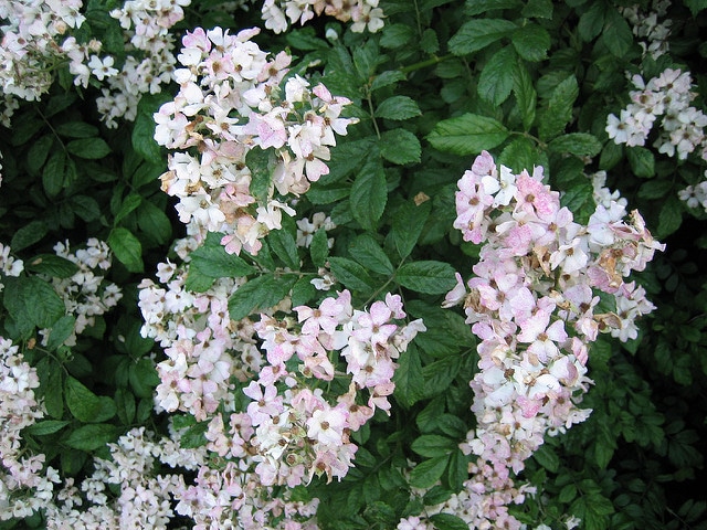 Rosa filipes