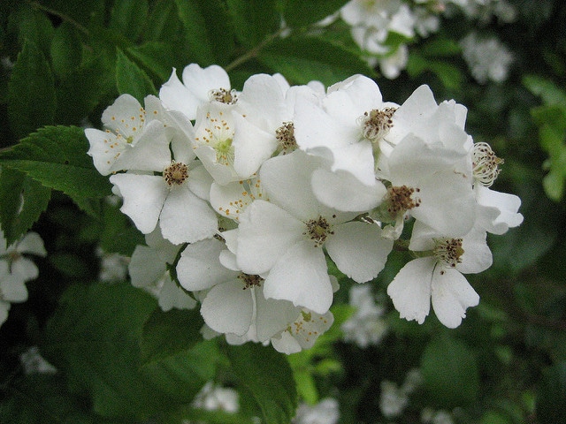 Rosa filipes