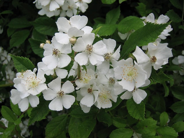 Rosa filipes
