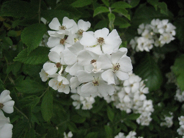 Rosa filipes