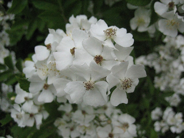 Rosa filipes