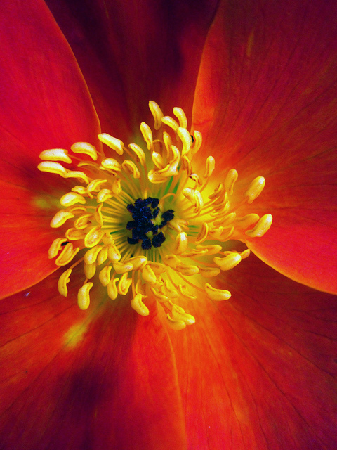 Rosier fétide