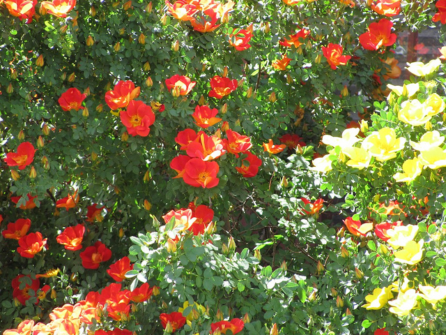Rosier fétide (Rosa foetida)
