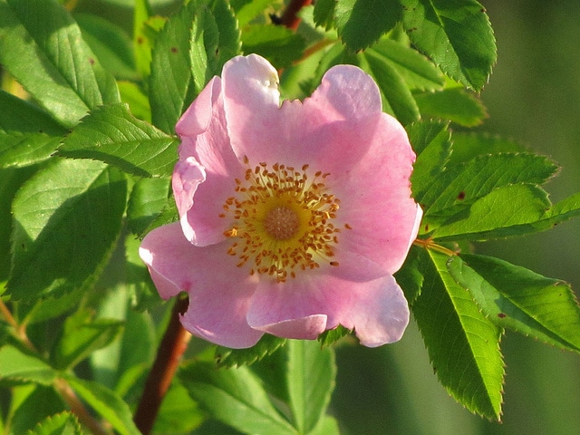 Rosa foliolosa (Rosa foliolosa)