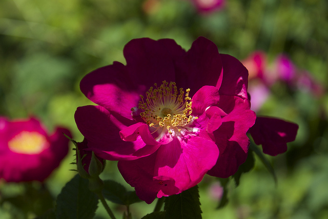 Rosier de france (Rosa gallica)