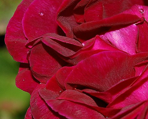 Rosier de france