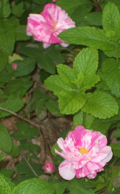 Rosier de france