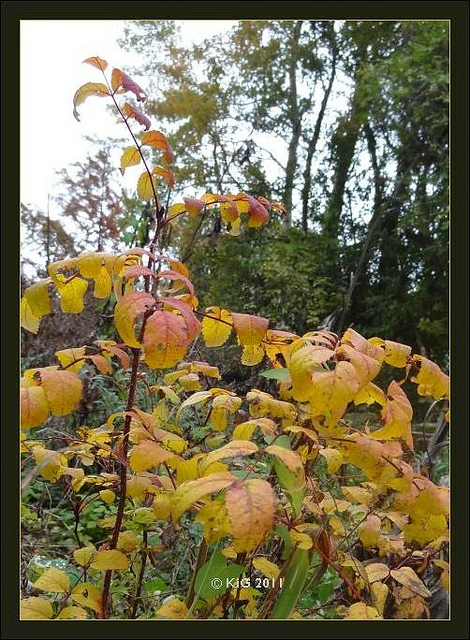 Rosier de france