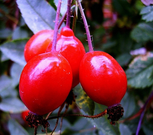 églantier à feuilles rougeâtres