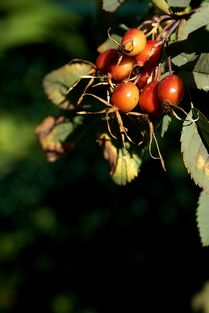 églantier à feuilles rougeâtres