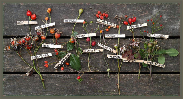églantier à feuilles rougeâtres