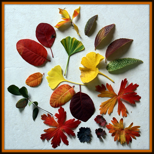 églantier à feuilles rougeâtres