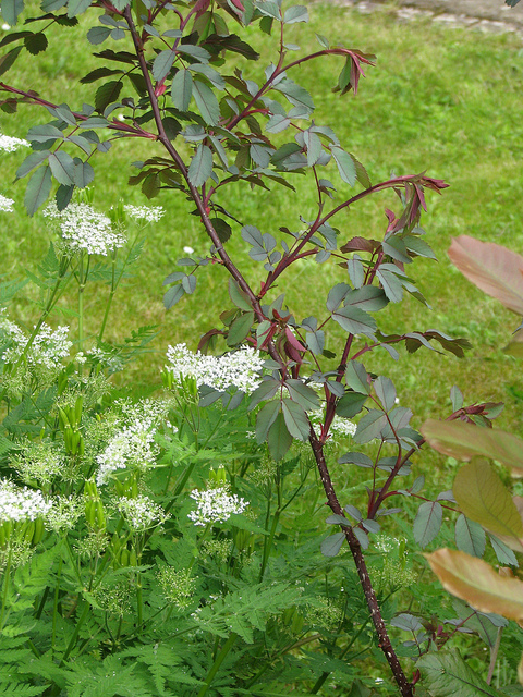 églantier à feuilles rougeâtres