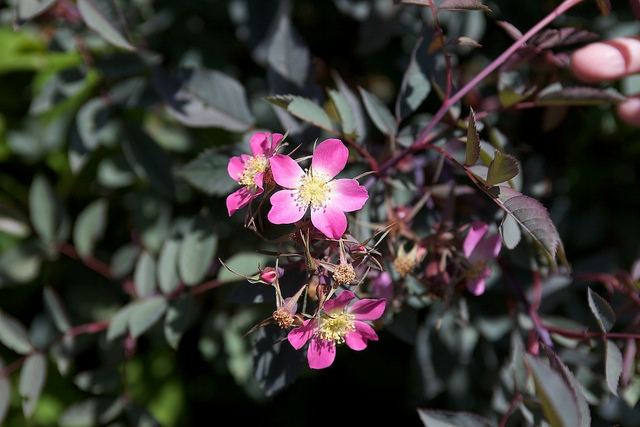 Églantier à feuilles rougeâtres (Rosa glauca)