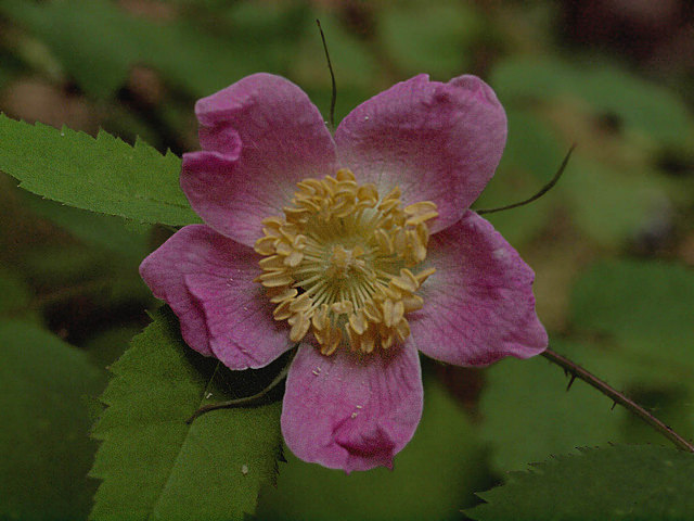 Rosa gymnocarpa
