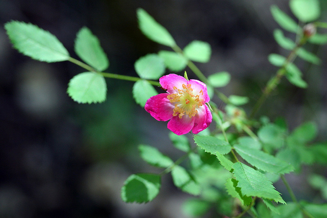 Rosa gymnocarpa