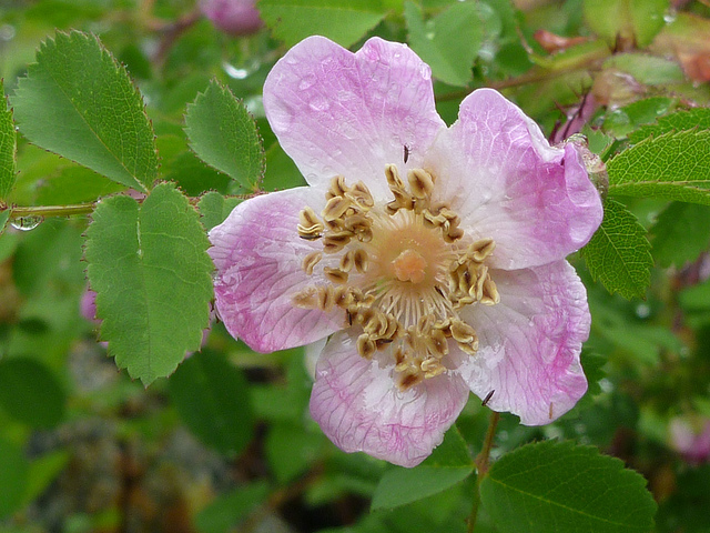 Rosa gymnocarpa