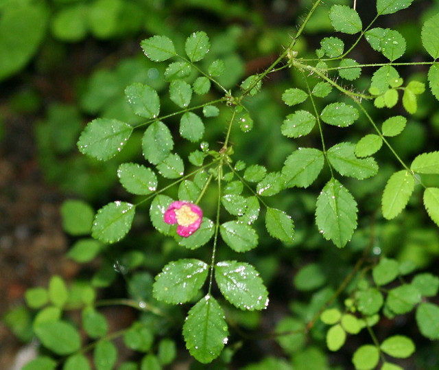 Rosa gymnocarpa
