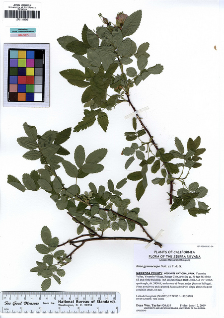 Rosa gymnocarpa