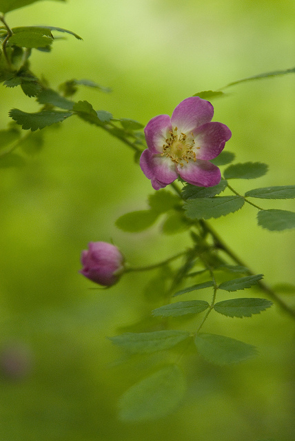 Rosa gymnocarpa