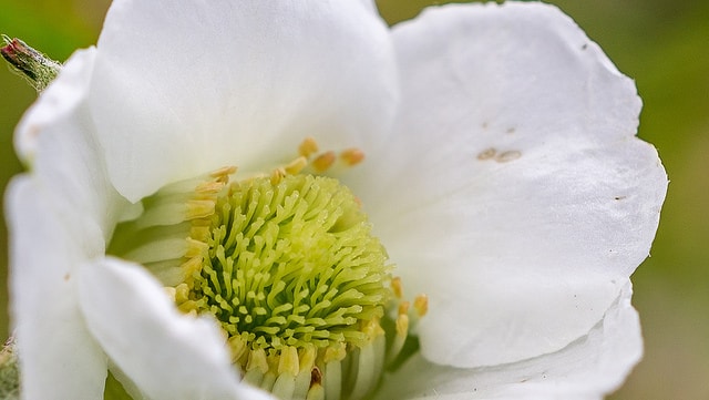 Rosa hirtula