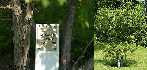 Rosa hirtula