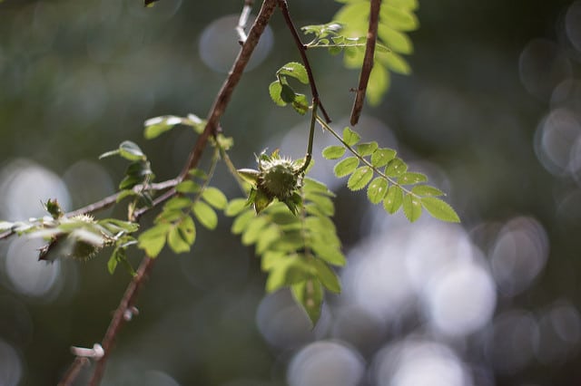 Rosa hirtula