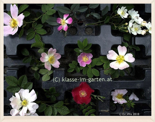 Églantier de jundzill (Rosa jundzillii)