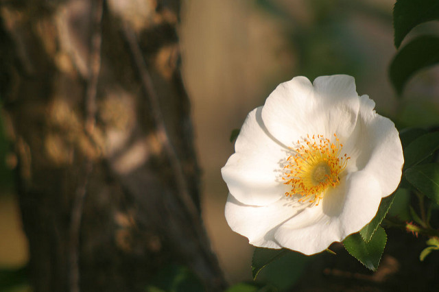 Rosier des cherokees