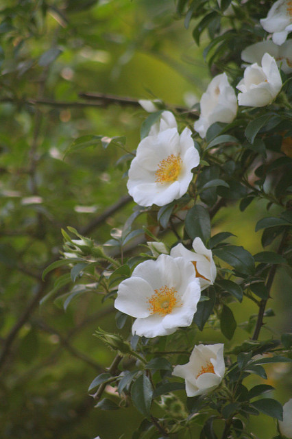 Rosier des cherokees