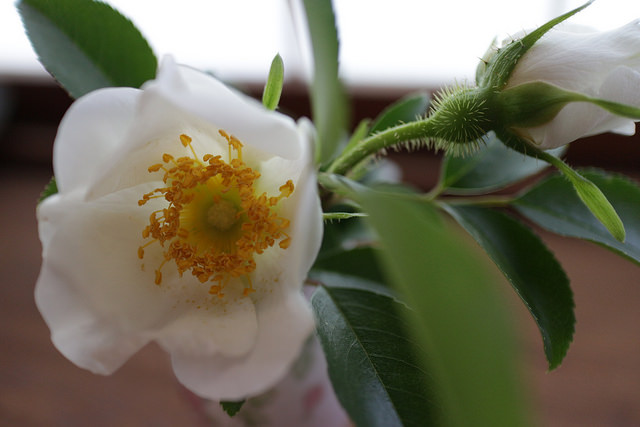 Rosier des cherokees