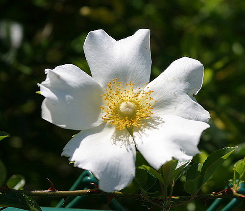 Rosier des cherokees