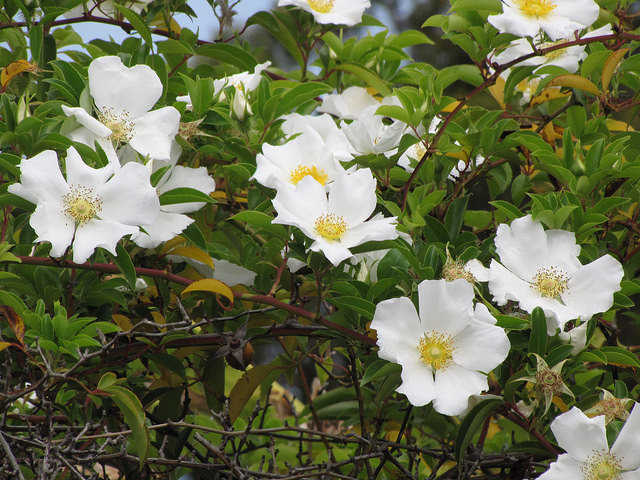Rosier des cherokees