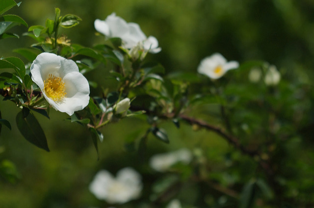 Rosier des cherokees (Rosa laevigata)
