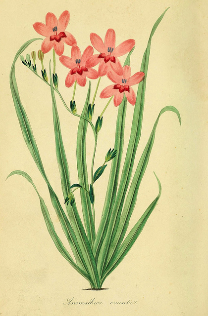 Rosa laxa